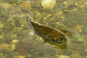 Return of the Salmon