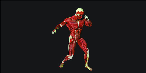 Fototapeta na wymiar Human Body Anatomy Illustration With Visible Muscles and Tendons