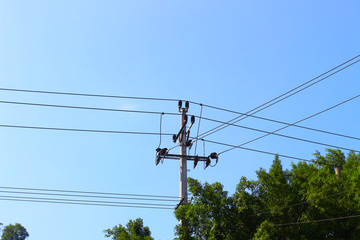 Under the sky, trees near the poles