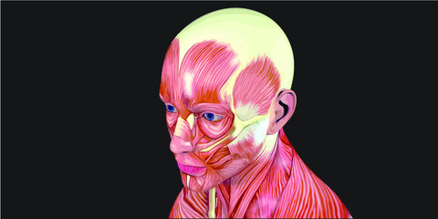 Human Body Anatomy Illustration With Visible Muscles and Tendons