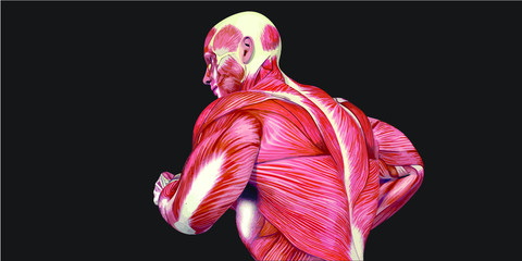 Human Body Anatomy Illustration With Visible Muscles and Tendons