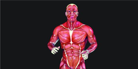 Human Body Anatomy Illustration With Visible Muscles and Tendons