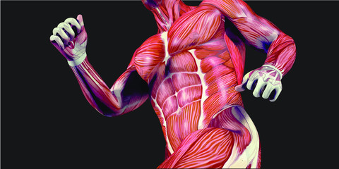 Human Body Anatomy Illustration With Visible Muscles and Tendons