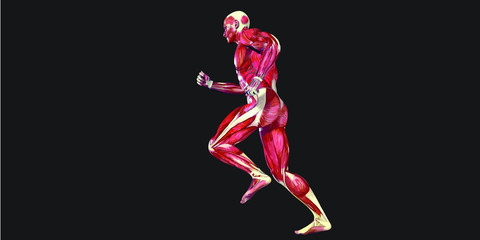 Human Body Anatomy Illustration With Visible Muscles and Tendons
