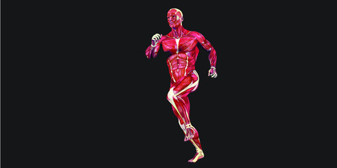 Human Body Anatomy Illustration With Visible Muscles and Tendons