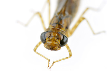 Dragonfly larvae isolated in the white