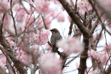 春の桜