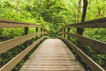 Wood Bridge in Lush Forest