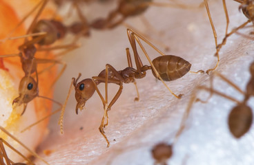Red Ant