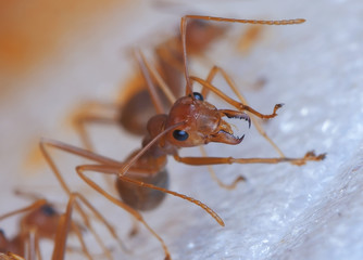 Red Ant