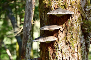 ３つのサルノコシカケ