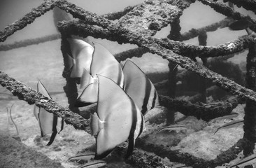 Tropical batfish in a wreck underwater, black and white