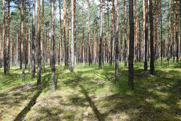 Fototapeta na wymiar Lots of trees in forest - background. Poland.