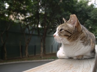 a cat thinker