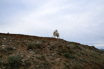 Fototapeta premium White goat on hill. Albania.