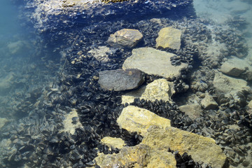 Blue mussel in Lake Butrint. Bivalvia in Mediterranean Sea. Buthrotum, Albania.