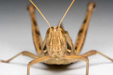 grasshopper