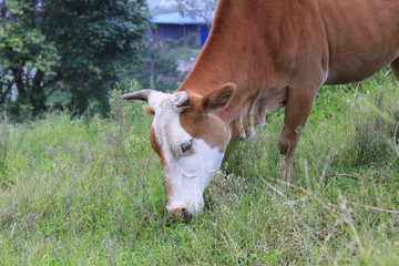 Naklejka na ściany i meble Cattle eating grass in the wild grass