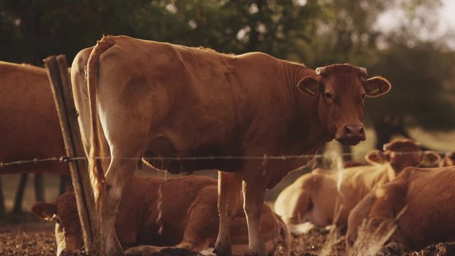 Kuh in Zeitlupe auf der Weide 4k PRORES Footage