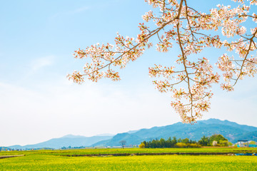 Cherry blossoms with rape flowers at spring in Korea