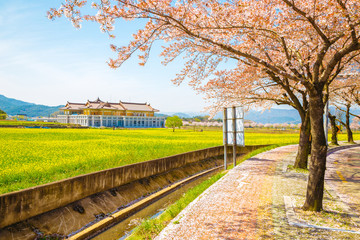 Fototapeta premium Cherry blossoms with rape flowers at spring in Korea
