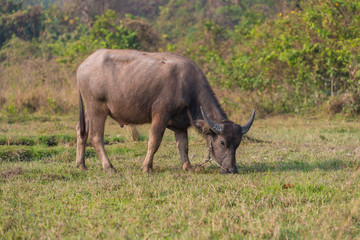 Thai young male baffalo standing in the field with morning sunlight