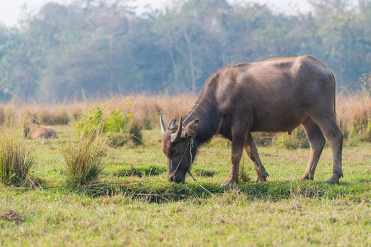 Thai young male baffalo standing in the field with morning sunlight
