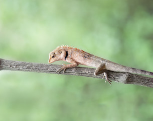 Close up Lizard, (Iguana, Gecko, Skink)crawling on the branch at green background ,wildlife and animal concept.