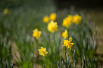 Fresh new spring yellow daffodils flower backgound copy space vibrant color