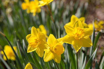 Fresh new spring yellow daffodils flower backgound copy space vibrant color © Mitch