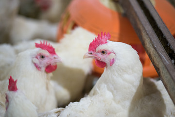 Poultry farm business for the purpose of farming meat or eggs for food from chicken (Farming)