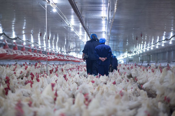 Poultry farm business for the purpose of farming meat or eggs for food from chicken (Farming) © chayakorn