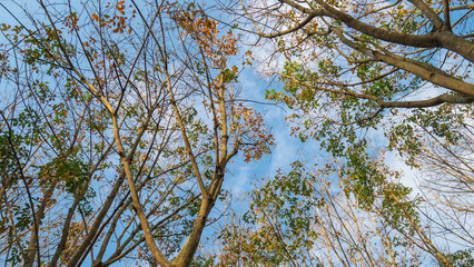 Rubber plantation and blue sky