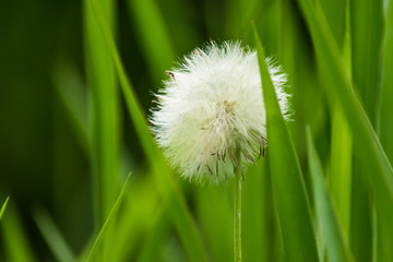 Dandelion in a sunny day with green blurred background