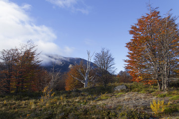 Forest in Patagonia, Argentina.