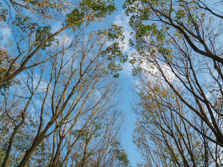 Obraz premium Rubber plantation and blue sky