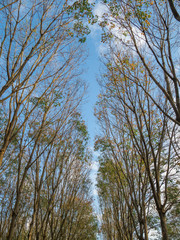 Rubber plantation and blue sky