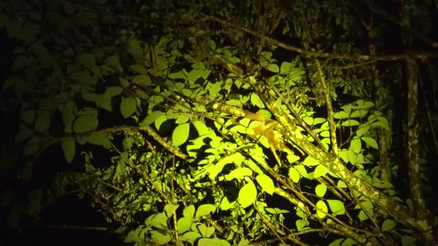 Slow Lori on Tree at Night