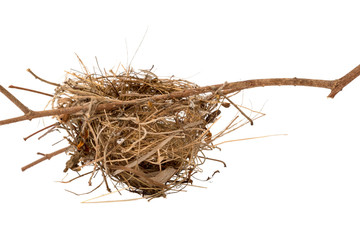 Bird Nest In Closeup