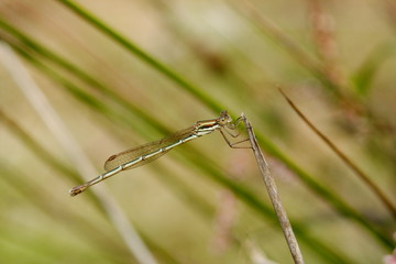 A Damselfly on a dry reed stem