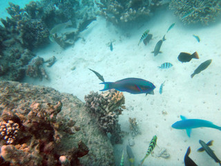 Fototapeta na wymiar Sealife of Mystery Island, Aneityum, Vanuatu