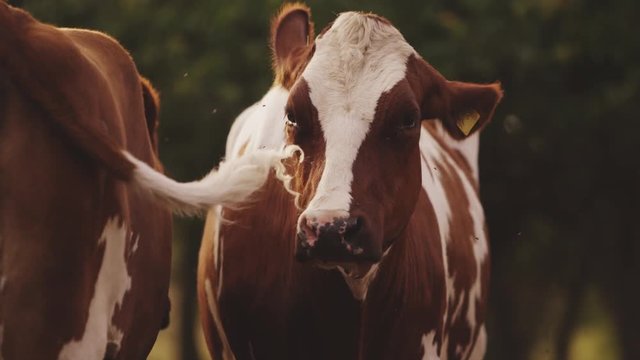 Nahaufnahme einer Kuh auf der Weide 4k PRORES Footage