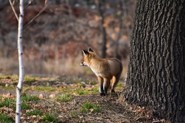 Fox in the autumn park (forest). The fox hunts for the mouse