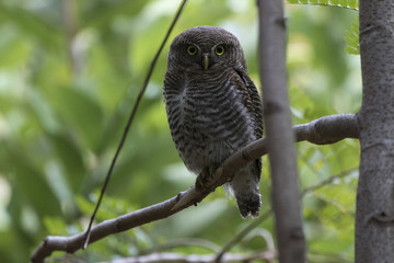 jungle owlet who sits on a tree branch in the forest more often on a wintery cloudy day