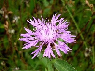 Obraz premium Цветок Серпуха Венценосная крупным планом