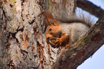 Beautiful and cheerful squirrel in the forest.