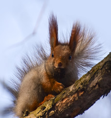 Beautiful and cheerful squirrel in the forest.