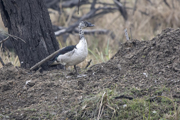 knob-billed duck which stands on a small hill on the shore of a reservoir in the national park of Bharatpur