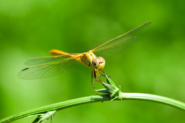 Dragonfly on a branch