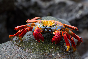 Sally Lightfoot Crab (Grapsus grapsus) on a lava rock, Galapagos